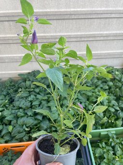 Priesady paprika a rajčiny - 4