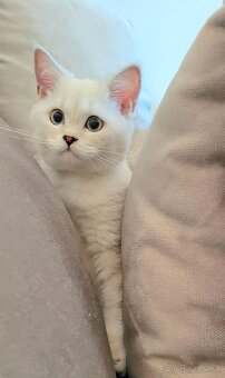 Škótske mačiatka s PP/ F. TICA 5 - 4