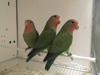 Agapornis Ružovohrdlý - 4