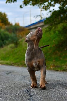 American Bully XL (Pitbull XXL) - - 4