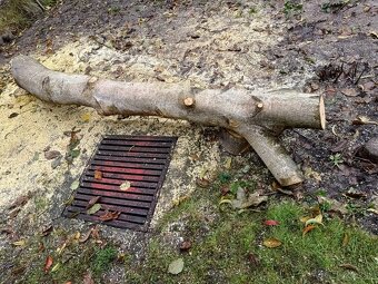 Predám kmeň orecha - 4