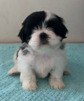 Krásne čistokrvné šteniatka Shih Tzu - 4
