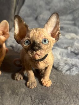 Kanadsky Sphynx - 4