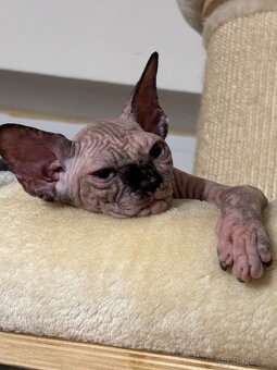 Kanadsky Sphynx - 4
