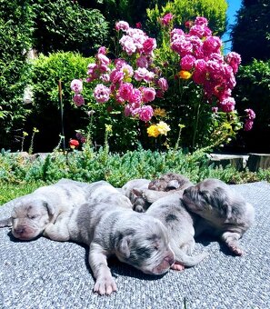Cane corso Merle - 4