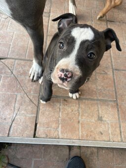 Americký staford - 4