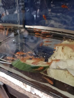 Ancistrus red, prisavník červený. - 4