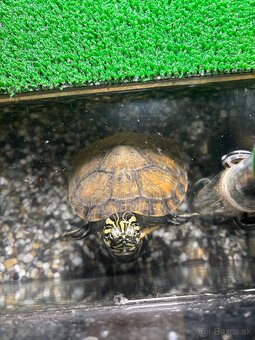 Predám vodnú koritnačku - 4