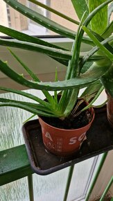 Aloe vera - 4