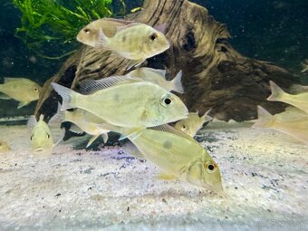 Geophagus taeniopareius Wild - 4