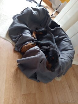 Doberman šteniatka - 4