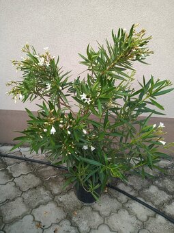 Oleandre - 4