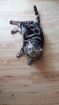 Whiskas mačiatka - 4