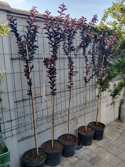 80-100cm na kmienku BLACK DIAMOND (s tmavými listami) - 4