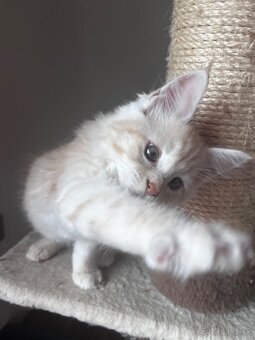 maciatko Fenix s PP/maine coon - 4