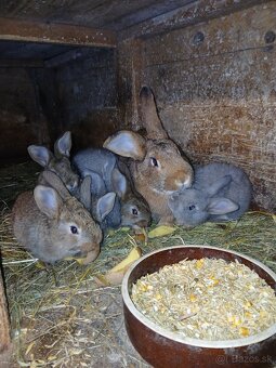 Predám králiky - 4