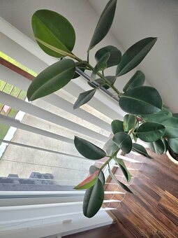 Ficus Elastica Robusta - 4