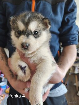 Šteniatka Aljašský malamut - 4