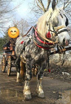 Predam Grošaka z papiermi - 4