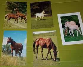 Pohľadnice, reklamné, zvieratá, kone - 4