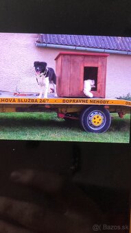 Stredoázijský ovčiak kríženec - 4