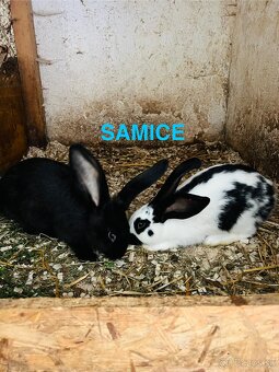 PREDÁM mladé 3,5 mesačne kraliky NEMECKY OBROVITÝ STRAKAC - 4