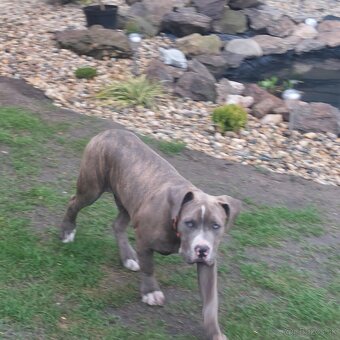 American bully xl/xxl - 4