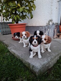 Cavalier king charles spaniel - 4