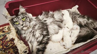 ❤️❤️❤️Maine coon mačiatka mainska myvala mačka ❤️❤️❤️ - 4