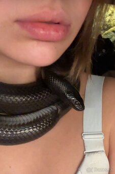 Lampropeltis getula nigrita - Koralovka mexická - 4