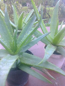 Kaktus Aloe Vera tučnolist. - 4