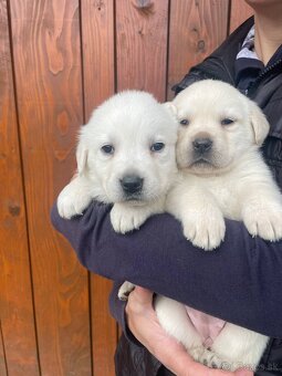 Labrador - 4