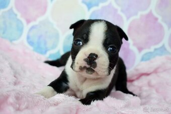 Bostonský teriér boston terrier s PP - 4