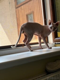 Sphynx na krytie - 4