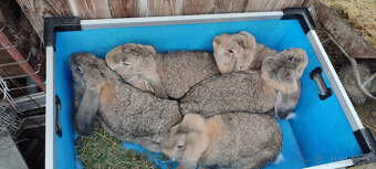 Predám zajacov FB - 4