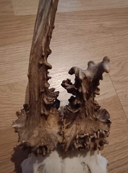 Trofej trofeje parohy parožie zhody,,,,, - 4