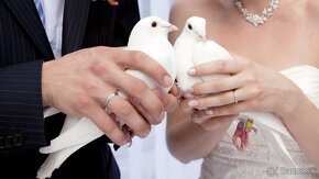 Svadobne holuby , holuby - 4