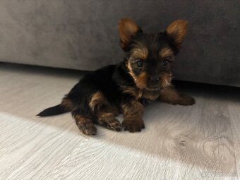 Yorkshirsky terier - 4