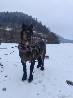 Predám žrebca - 4