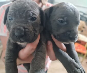 Cane corso - 4