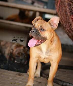 KONTINENTÁLNÍ BULDOK – CONTINENTAL BULLDOG s PP (FCI) - 4