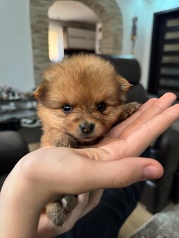 Nemecký špic, pomeranian - 4