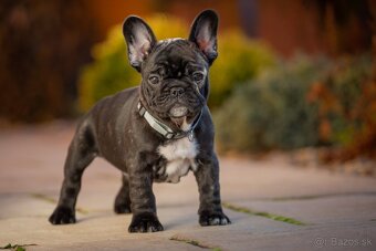 FRANCÚZSKY BULDOČEK s pp - 4