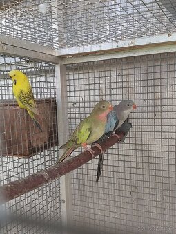 Predám rôzne druhy papagájov - 4