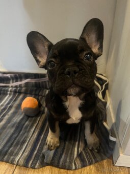 Francúzsky buldoček - 4