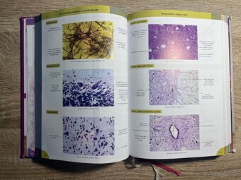 MEMORIX HISTOLOGIE A ANATOMIE - 4