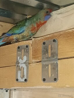 Predám - Rozela Adelaidská - 4