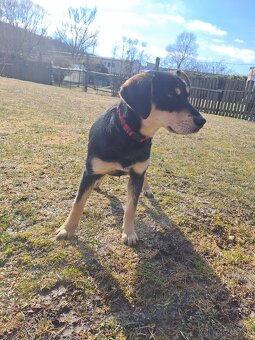 Predám šteniatko labradora (kríženec) - 4