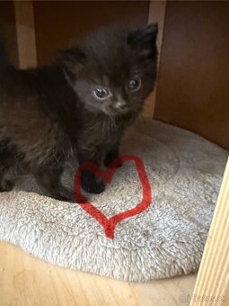 Škótske Klapouché/Rovnouché (Scottish Fold/Straight) - 4