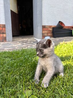 Na predaj krásna mačička – výnimočné sfarbenie - 4